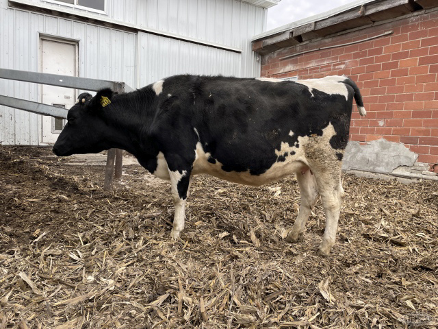 (7) Holstein heifers